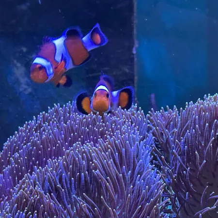 Plombir Sea - Aquamarine Apartments,odessa,2 окремі кімнати Apartment Odesa