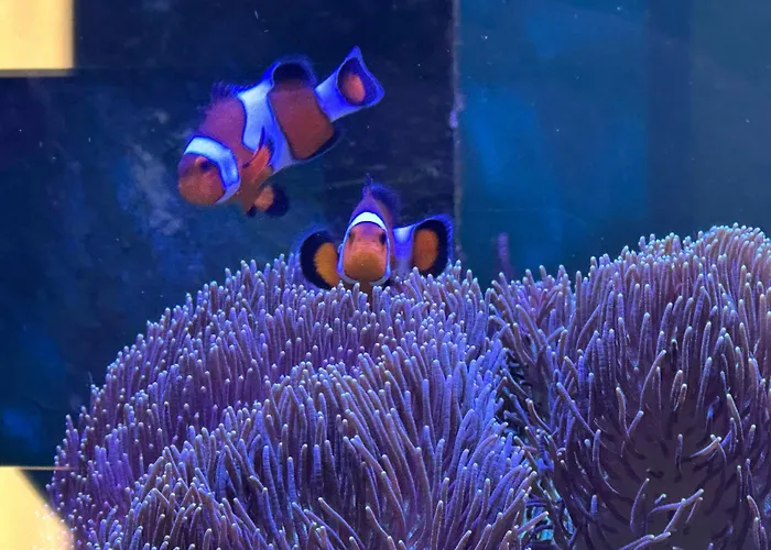 Plombir Sea - Aquamarine Apartments,odessa,2 окремі кімнати Apartment Odesa